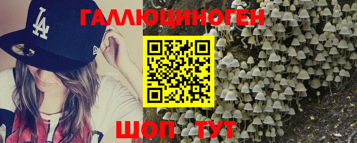Галлюциногенные грибы Psilocybe Черногорск